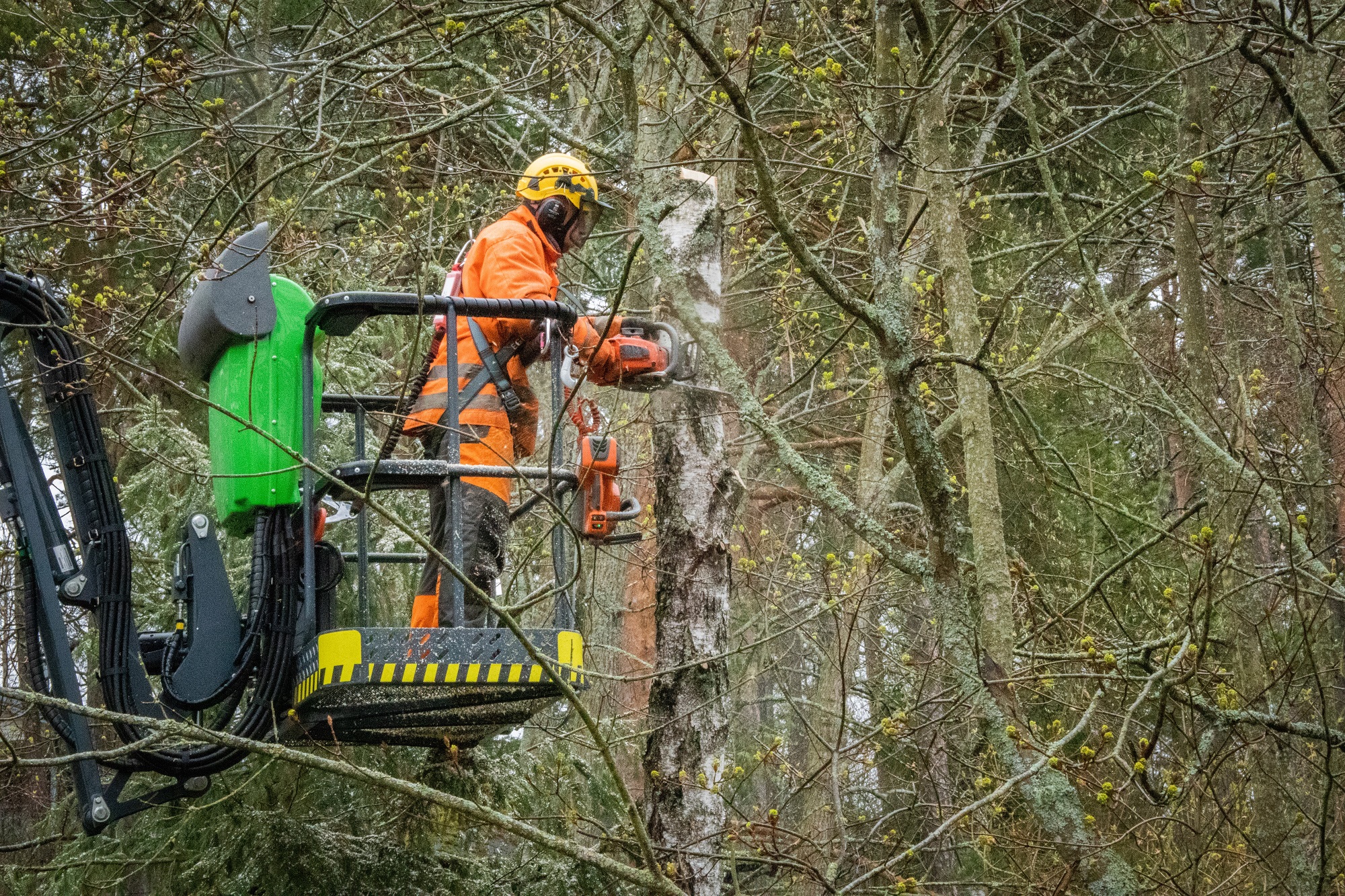 Leguan 190 helps a tree care company take down any tree – fast and safely